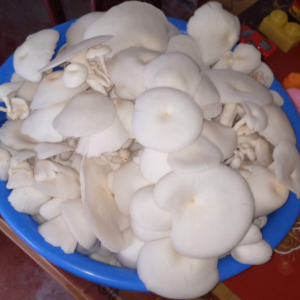 Premium Fresh Oyster Mushroom - তাজা মাশরুম - Image 3