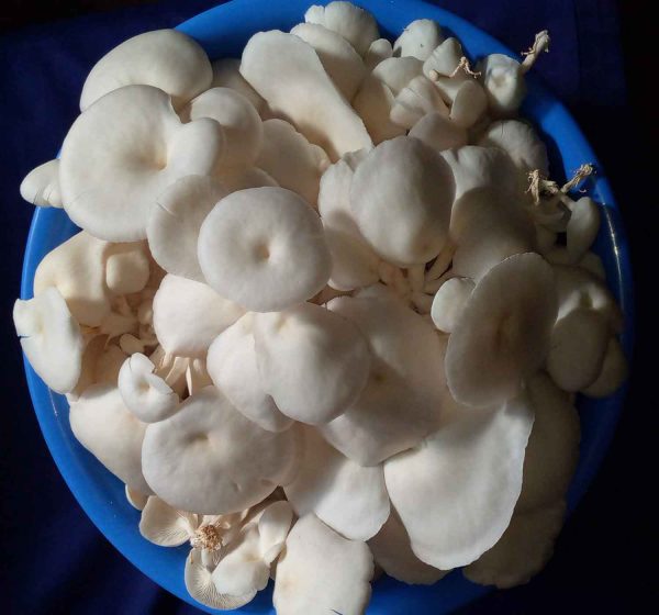 Premium Fresh Oyster Mushroom - তাজা মাশরুম - Image 4