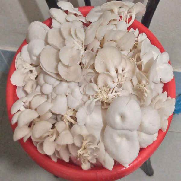 Premium Fresh Oyster Mushroom - তাজা মাশরুম - Image 5