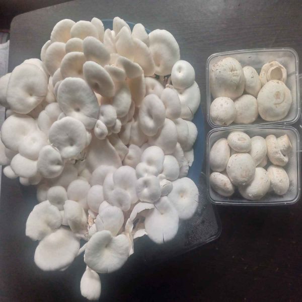 Premium Fresh Oyster Mushroom - তাজা মাশরুম - Image 6