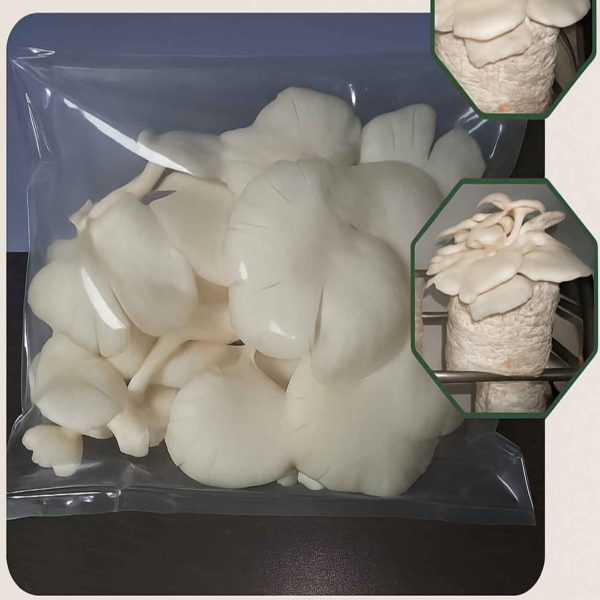 Premium Fresh Oyster Mushroom - তাজা মাশরুম - Image 2
