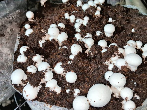 Button Mushroom- বাটন মাশরুম - Image 2