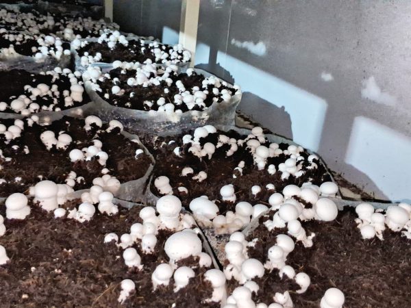 Button Mushroom- বাটন মাশরুম - Image 3